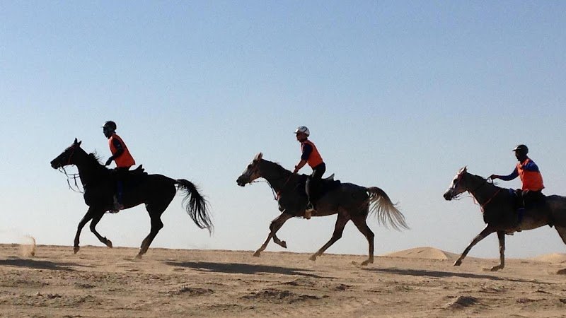 Écurie Julien Goachet - photo 1