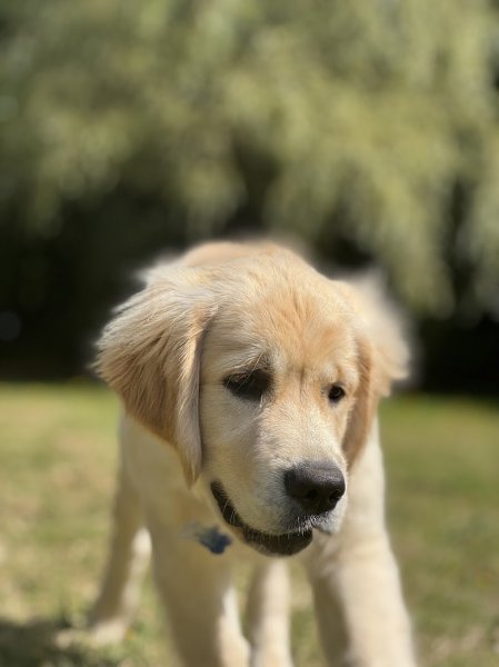 Élevage-Pension des mille nuances de douceur