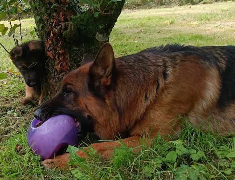 Élevage-Pension des mille nuances de douceur - photo 2