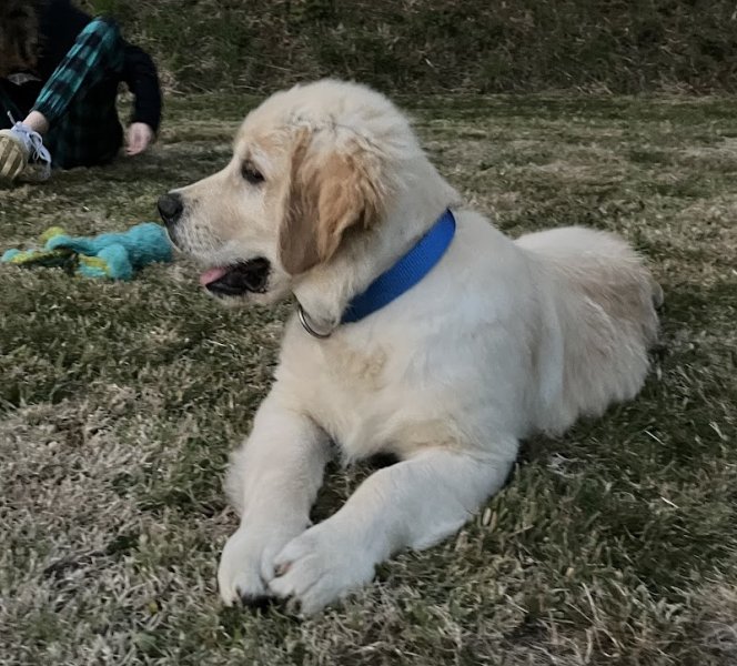 Élevage-Pension des mille nuances de douceur - photo 3