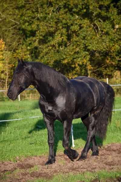Ferme Equestre de Kerroch - photo 2