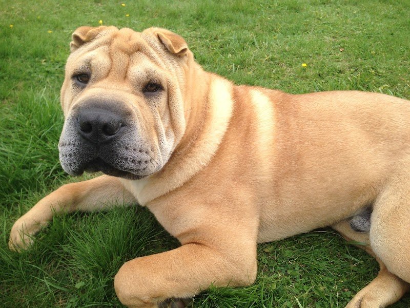 Pension du petit Léon - photo 3