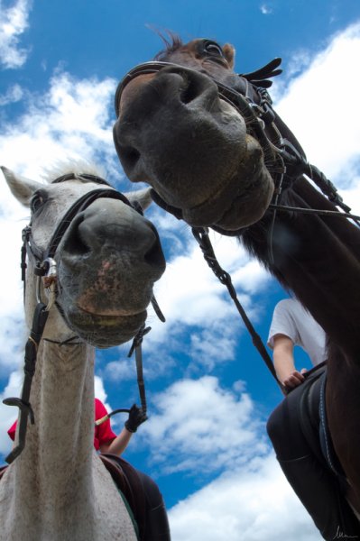 poney club de ty nadan - photo 2
