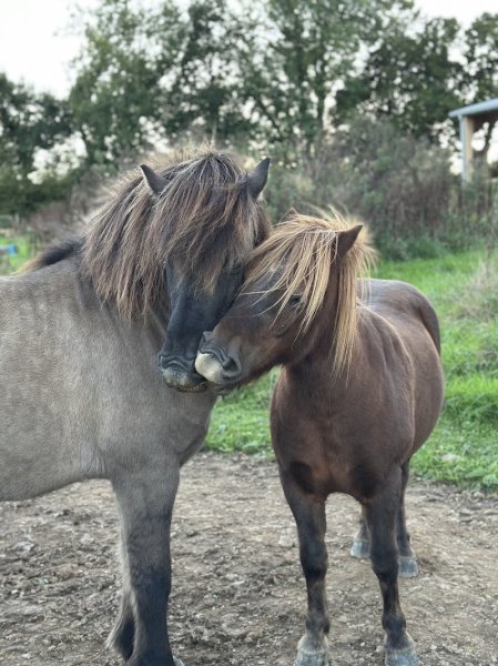 Ferme équestre du Litli Hestur - photo 2