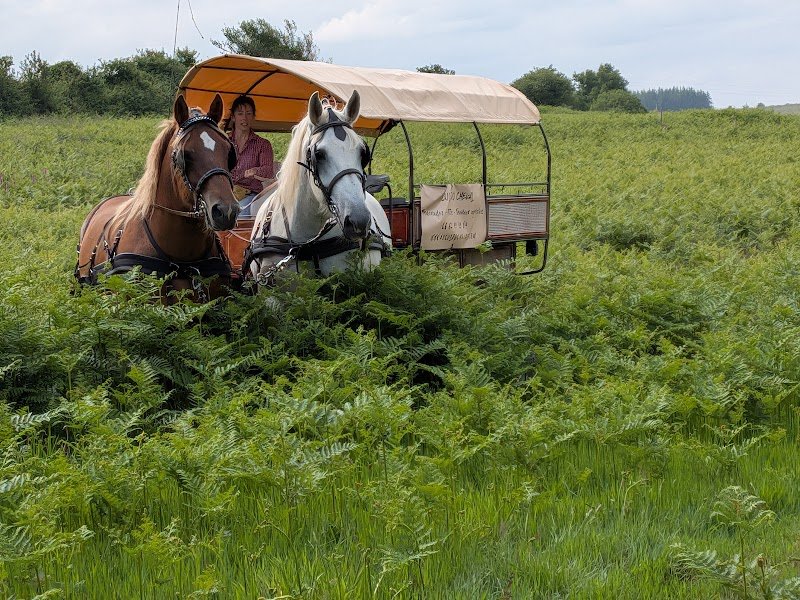 Au Cul du cheval - calèche - photo 2