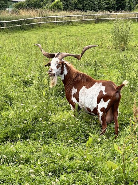 Haras de kersalaun - photo 1