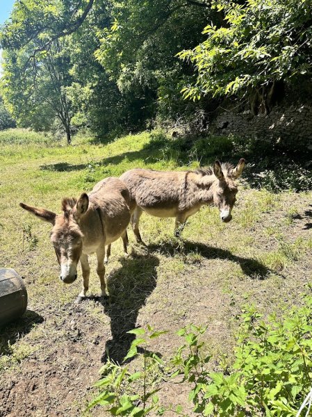 Haras de kersalaun - photo 2