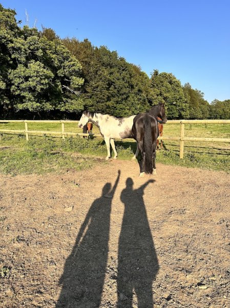 Haras de kersalaun - photo 3