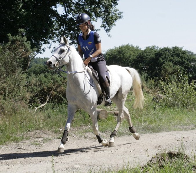 Kezeg Argoat . Élevage de chevaux - Gîte rural