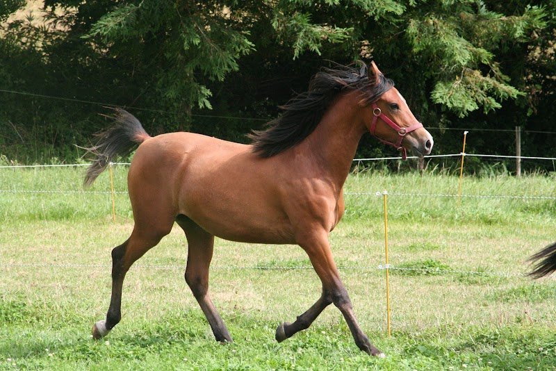Kezeg Argoat . Élevage de chevaux - Gîte rural - photo 3