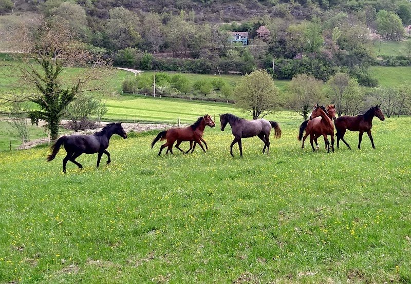 Écurie la Feuillée - photo 1