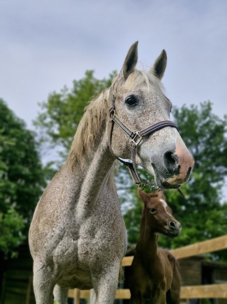 Écurie la Feuillée - photo 2