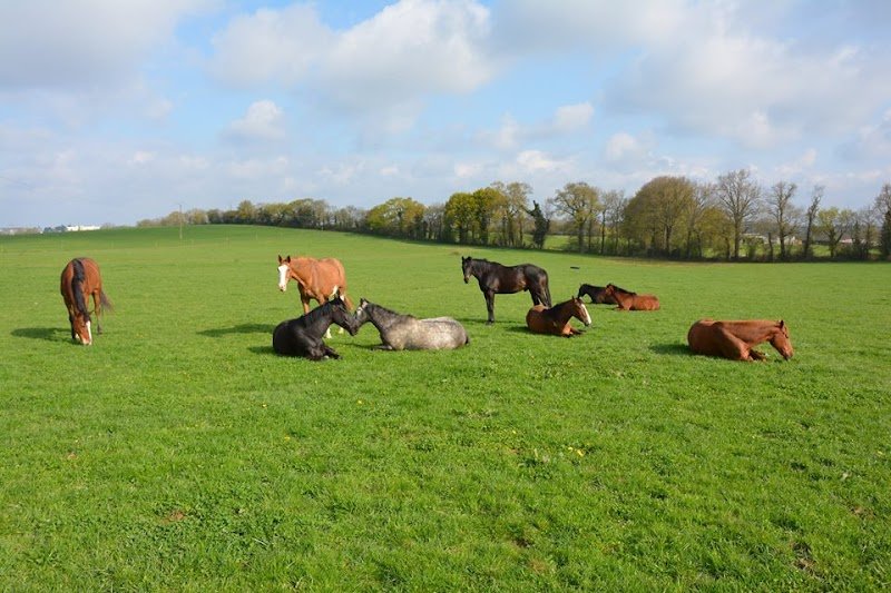 Haras du domaine - photo 3