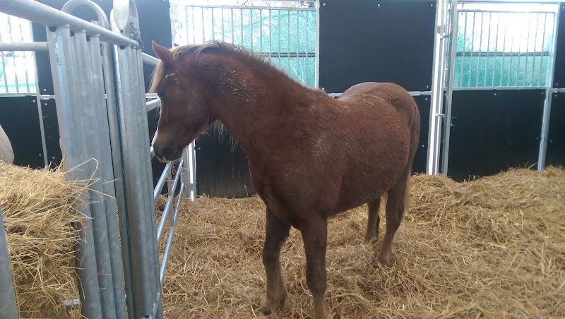 LE TY HARAS - photo 2