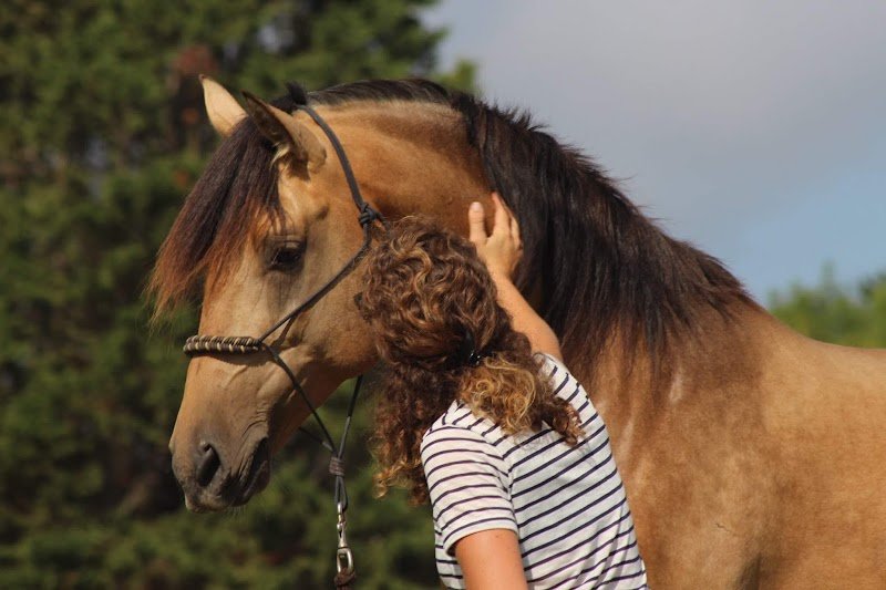 Les Écuries de Jo'ïa - photo 3
