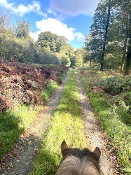 Écurie des coucous - photo 2