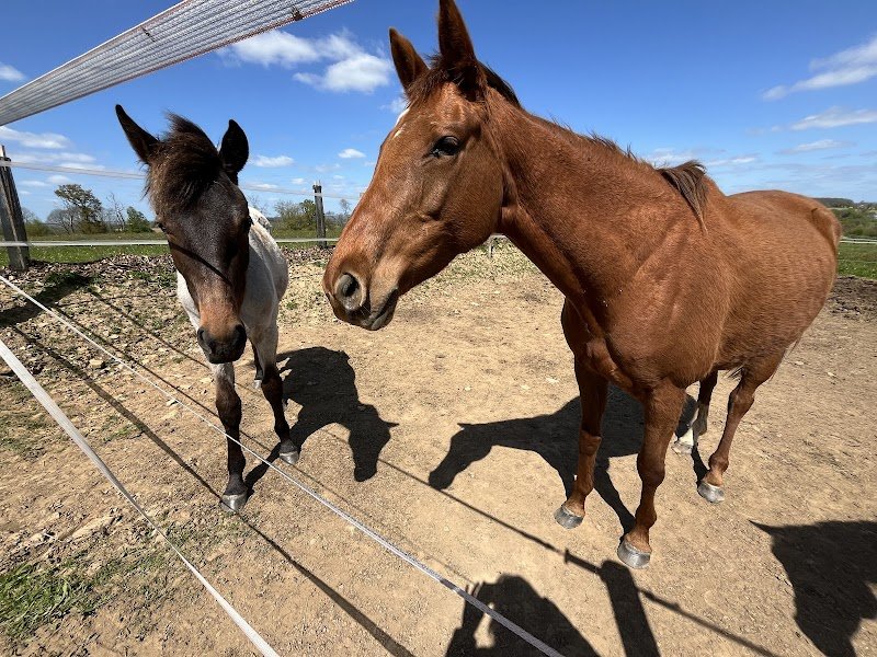 Ecurie Equi'Ecoute - photo 2