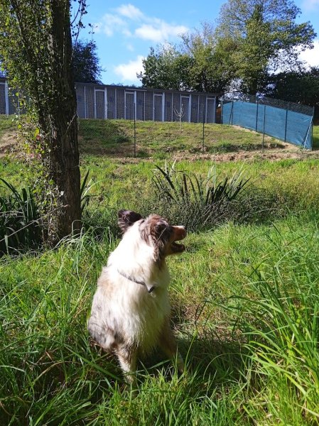 Pension Art'nimale Landean - photo 2