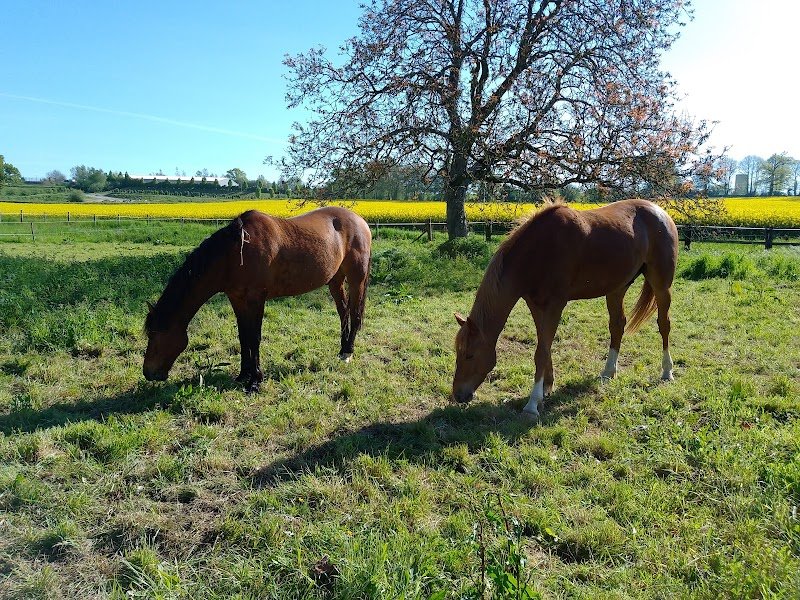 écurie de Vautorte - pension pour chevaux - photo 1