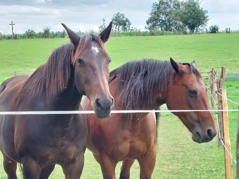 écurie de Vautorte - pension pour chevaux - photo 3