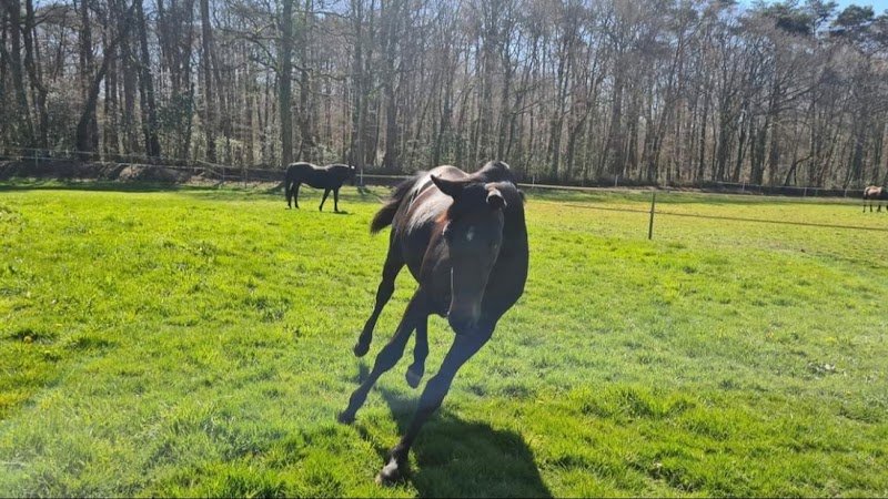 L'Orée Centre Équestre - photo 2