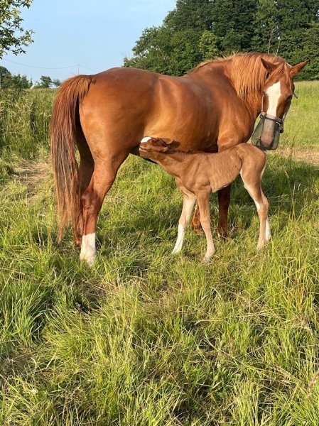 Haras de Bretagne - photo 1