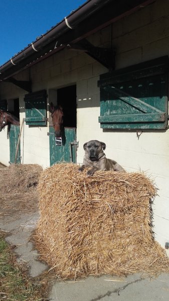 Le Haras Du Boulay - photo 2