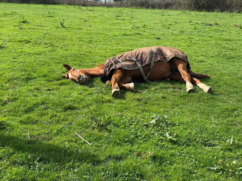Les écuries de la Valière : GARIN Mélina EI - photo 3