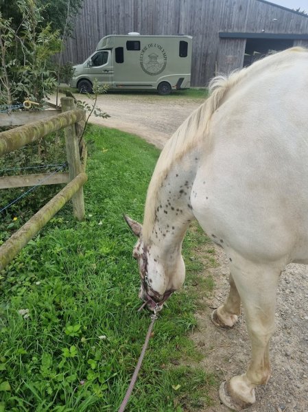 Ecurie de l’Olympe - photo 2