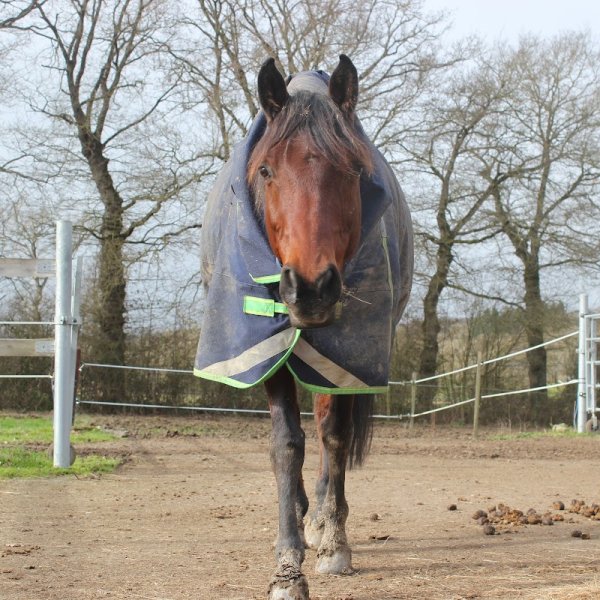 Ecurie de la Cherbonnais - photo 3
