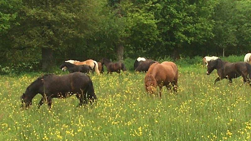 Ferme Equestre Du Pavail - photo 3