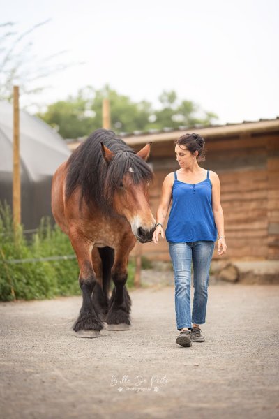 Cheval Compagnon - photo 1