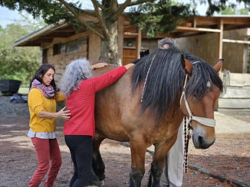 Cheval Compagnon - photo 2