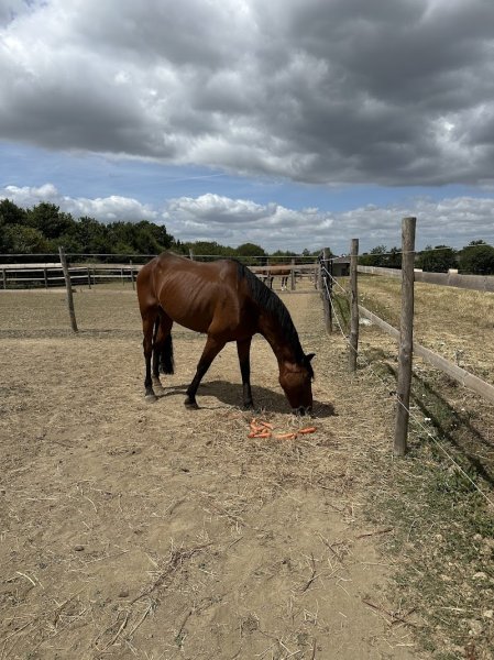 Haras de Jad - photo 2