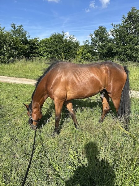 Haras de Jad - photo 3