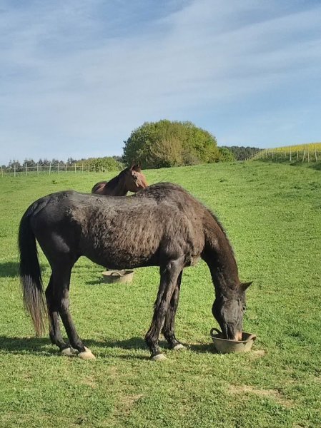 Écurie Ker Laëti - photo 3