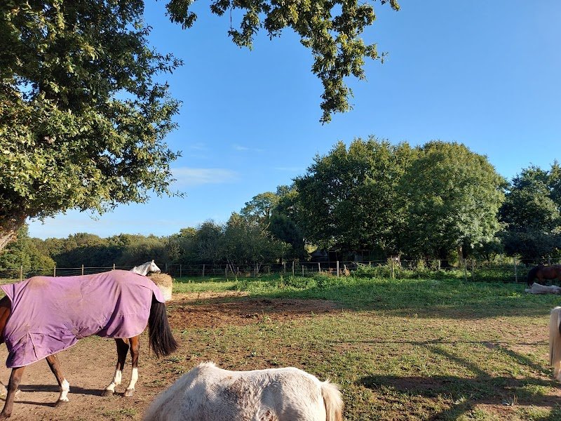 Écuries Du Petit Manoir - photo 3