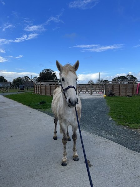 L'écurie de la Jacinthe - photo 2