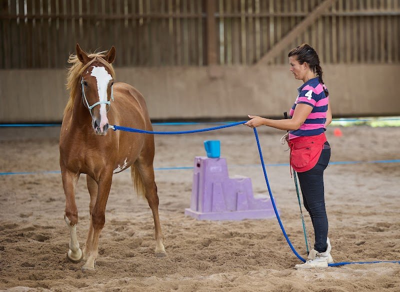 L'écurie de la Jacinthe - photo 3