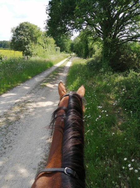Ecuries du Gâvre - photo 2
