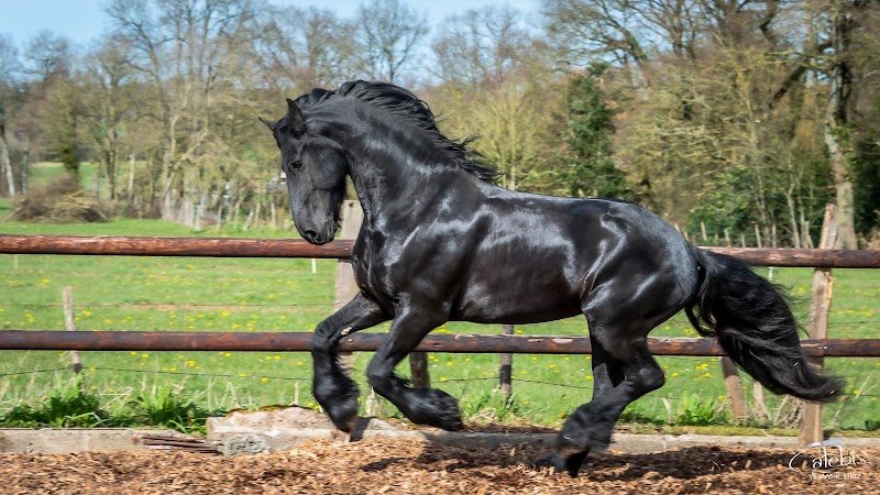 Haras et élevage de la Gentilhommerie - photo 1