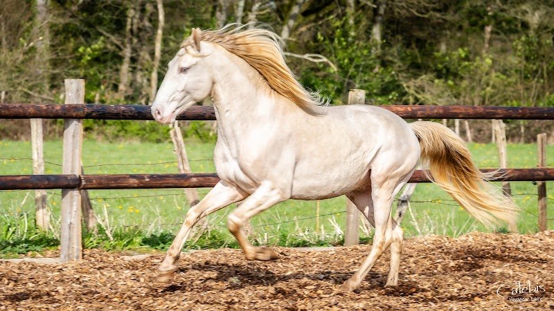 Haras et élevage de la Gentilhommerie - photo 2