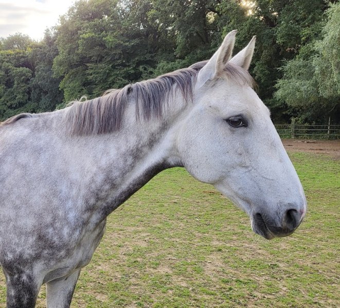 Écuries des Maffrais - photo 3