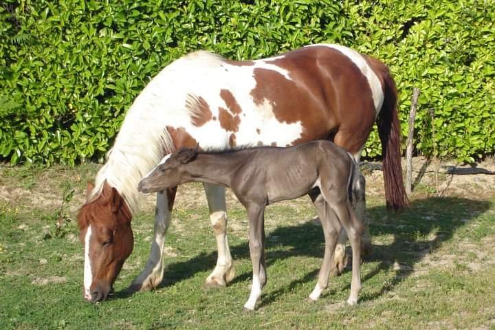 Écurie du Pas - photo 1