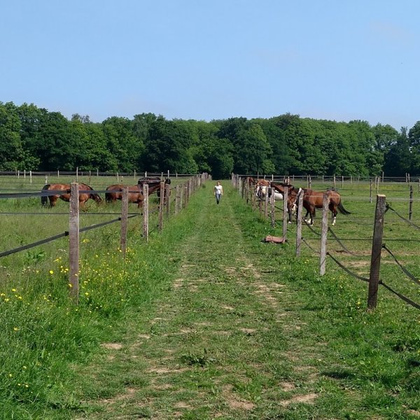 Ecuries de la Mancelière Les - photo 2
