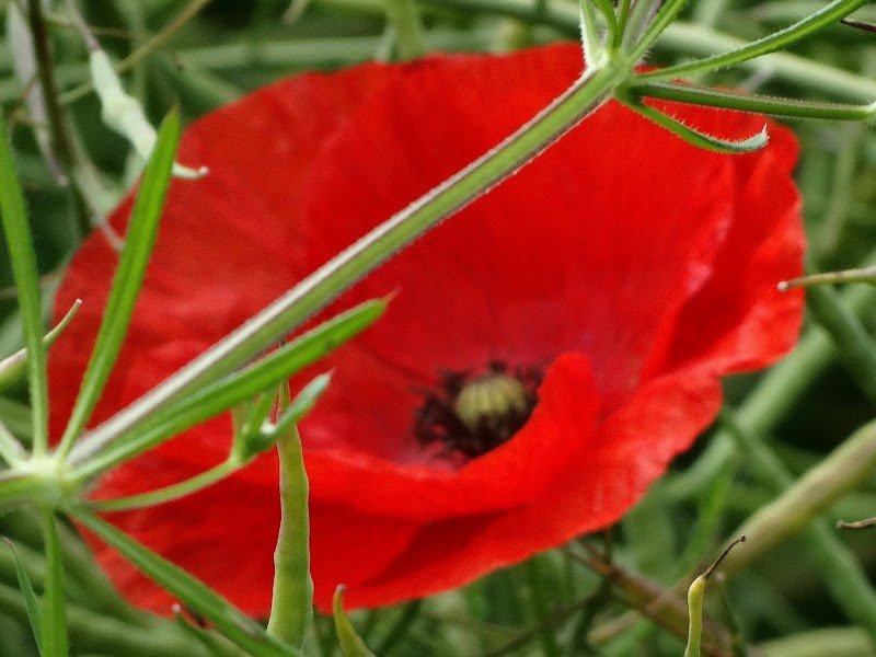 Pension De La Guino, Chouan Loret Beatrice