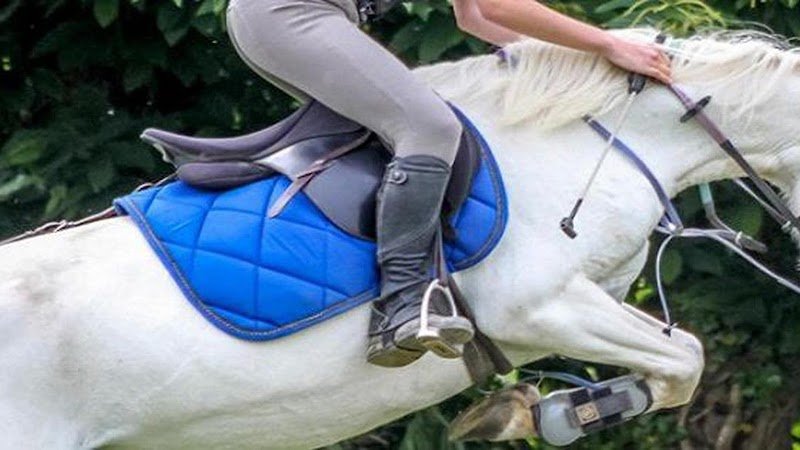 Les Chevaux Du Bel Air - photo 1