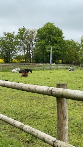 Ecurie du Marais - photo 3