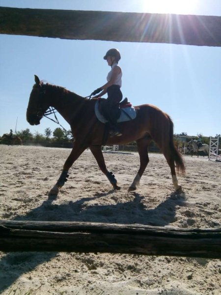 Centre équestre de la Roche aux Fées - photo 2