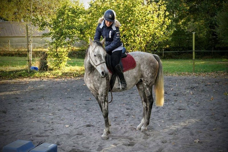 Centre Equestre - Ecuries Delight - photo 1